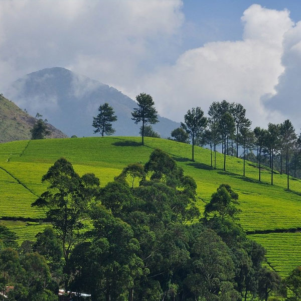 HML Tea Plantation